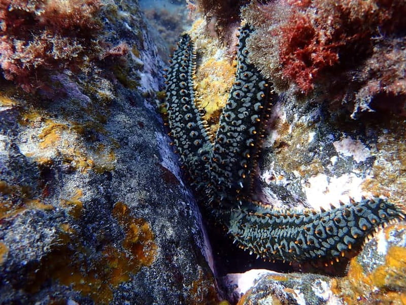 Costa Teguise: Snorkeling Tour with Instructor & Equipment - The water session: snorkeling in a nearby bay with coaching