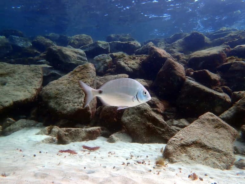 Costa Teguise: Snorkeling Tour with Instructor & Equipment - What you’ll see: Atlantic sea life with a trained eye