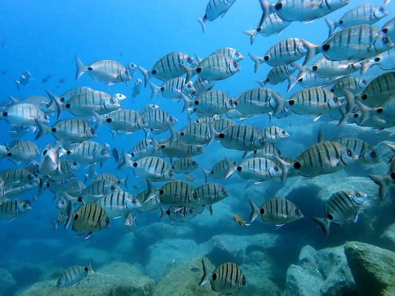 Costa Teguise: Snorkeling Tour with Instructor & Equipment - Languages and teaching style: what that means for you