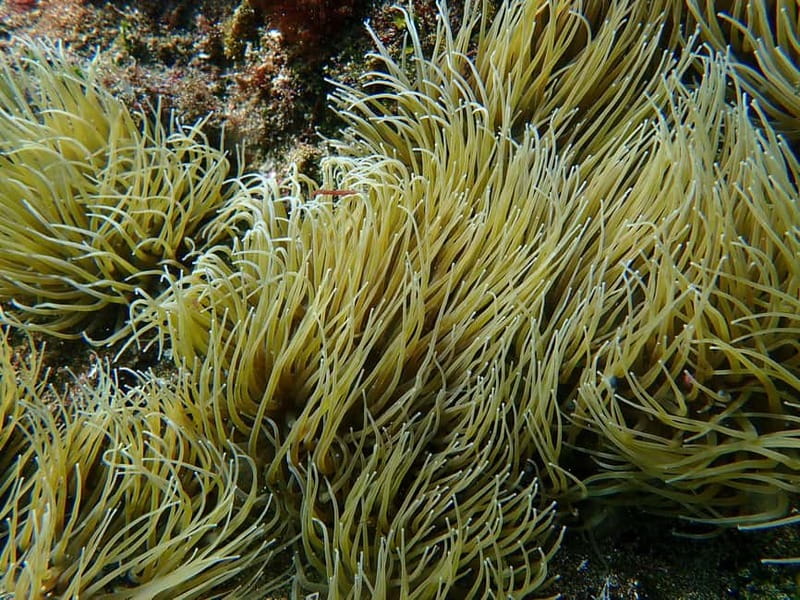 Costa Teguise: Snorkeling Tour with Instructor & Equipment - Who should book this tour (and who shouldn’t)