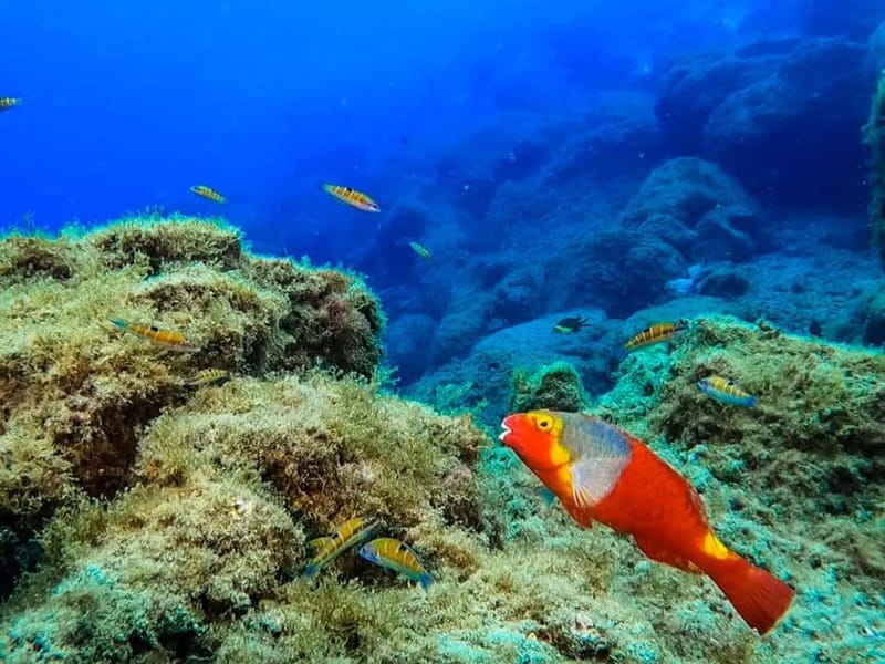 Costa Teguise: Snorkeling Tour with Instructor & Equipment - Pickup and meet-up: finding Daivoon in Costa Teguise