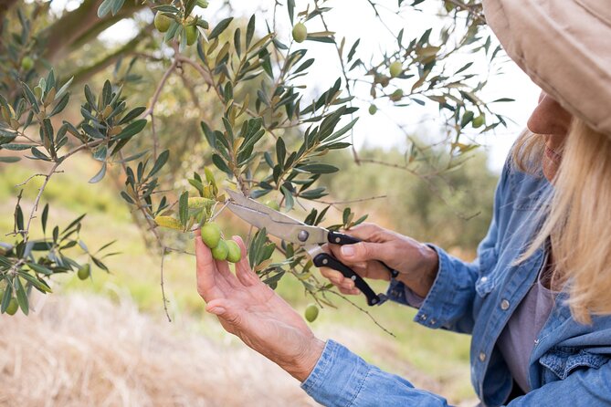 Cretan Wines & Olive oil tour - The treasures of Crete - Thrapsano pottery lab: optional, cultural, and time-limited