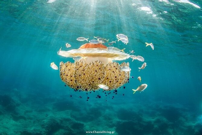 Crete-Chania: Snorkeling & Scuba Dive for Beginners by Boat - Getting to the meeting point: Chania start, limited pickup zones