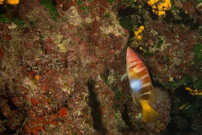 Crete-Chania: Snorkeling & Scuba Dive for Beginners by Boat - Price and value: is $181.02 a good deal for beginners?