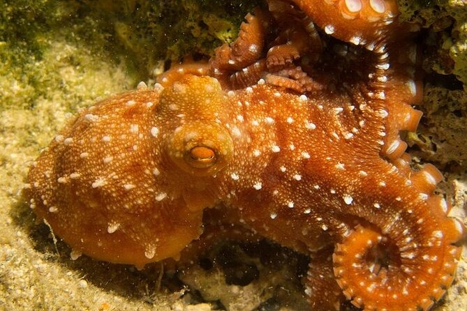 Crete-Chania: Snorkeling & Scuba Dive for Beginners by Boat - Weather and water skills: the realistic considerations