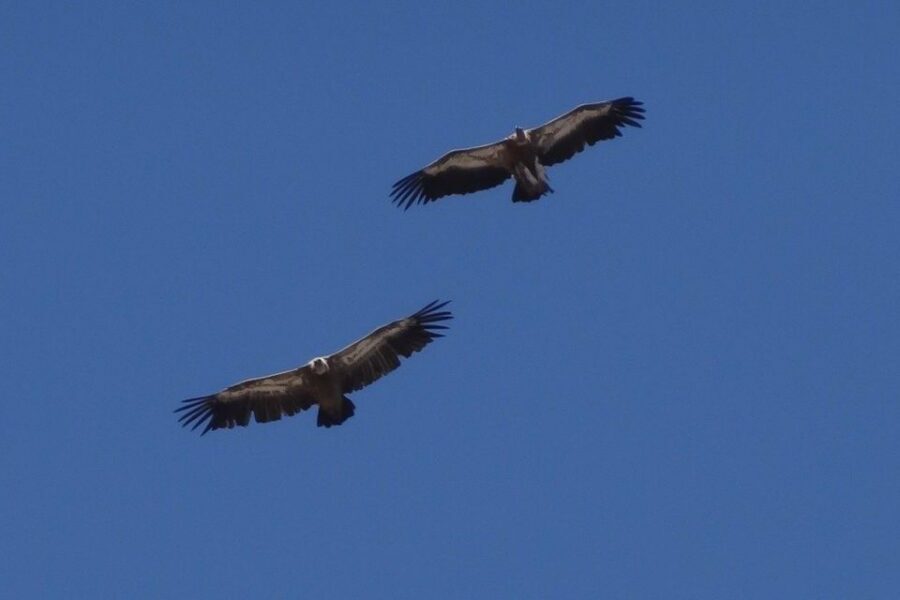 Crete: Land Rover Safari on Minoan Route - Lassithi Plateau Views and the Greek Mythology Park Shift