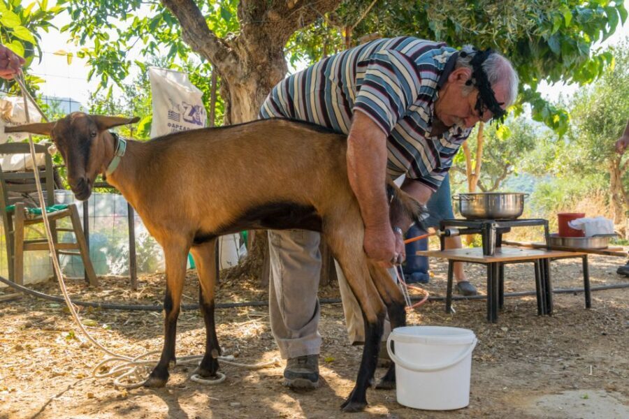 Crete: Lasithi Plateau and Cave of Zeus Off-Road Safari Tour - Potamies farm life: milking, cheese-making, and how meals are made