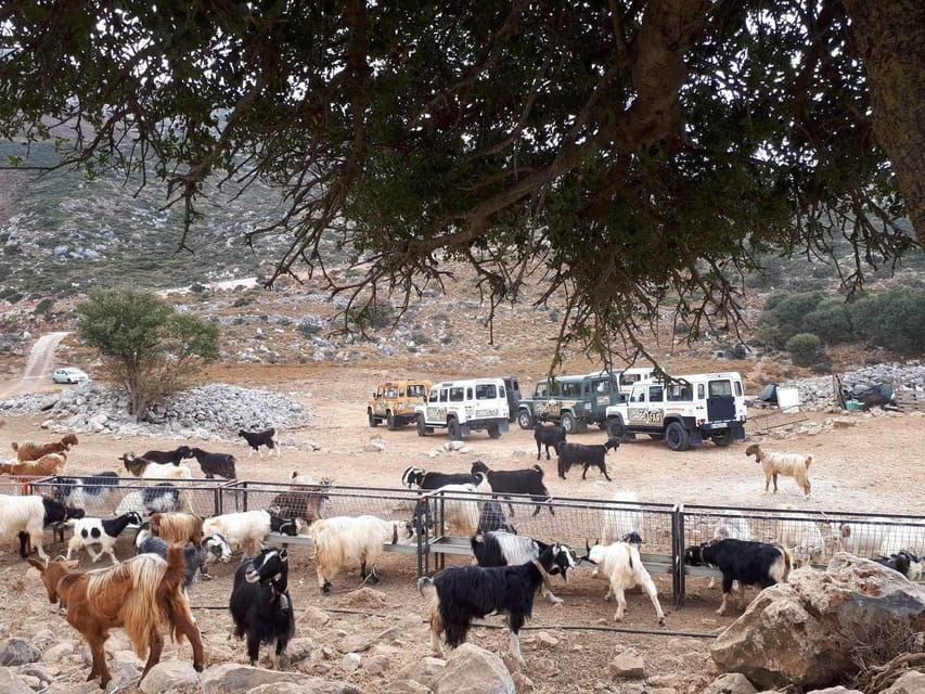 Crete: Lasithi Plateau Zeus Cave Guided Jeep Safari Tour - Olive Mill, Shepherd’s Farm, and the Stuff You Can Buy