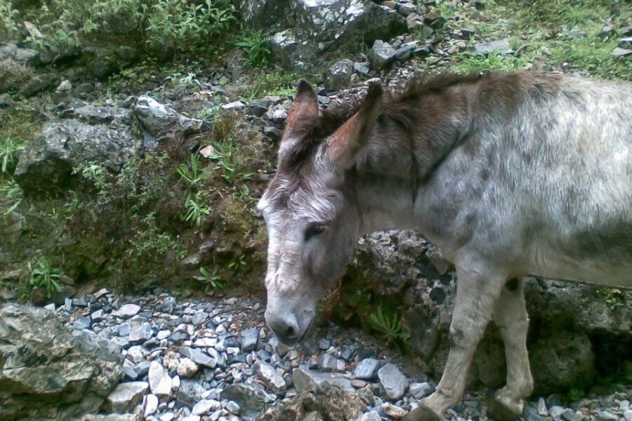 Crete: Samaria Gorge Hiking with transfer and expert Escort - Guide Quality and Safety: First Aid Trained Changes the Mood