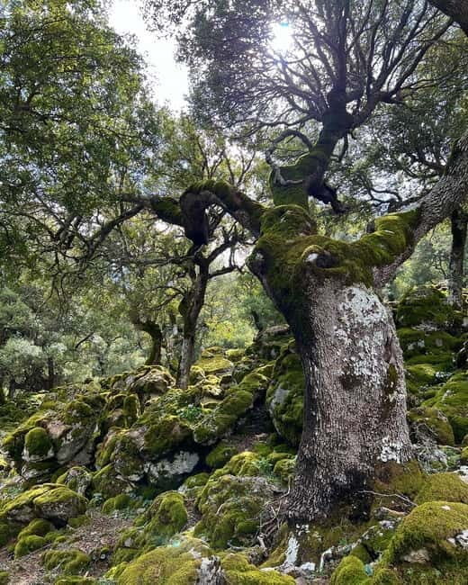 Crete: Sarakina Gorge, Forests, and South Coast Safari - Who Should Book This South Coast Safari