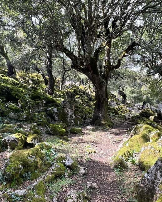 Crete: Sarakina Gorge, Forests, and South Coast Safari - Lunch at a Mountain Taverna and the Reality of Wasps