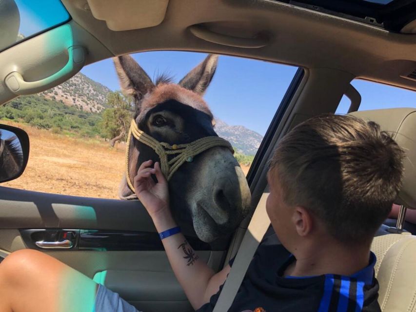 Crete: Sightseeing Day Trip with Cooking Lesson and Lunch - Potamies farm: goat milking and fresh dairy that actually tastes local