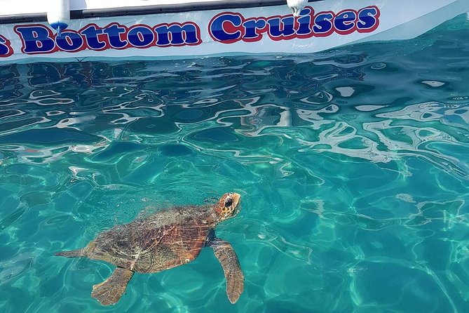 Cruise to turtle's island and caves with a glass bottom boat - Key highlights to know before you go
