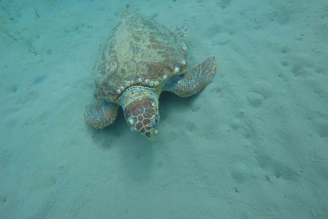 Cruise to turtle's island and caves with a glass bottom boat - How turtle spotting really feels (and how to improve your odds)