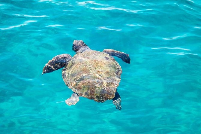 Cruise to turtle's island and caves with a glass bottom boat - Meeting point, pickup, and how to avoid stress on Zante