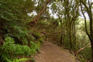 Cruz del Carmen: Hiking in Anaga with Local Food Products - The climb toward the volcanic dome near Taborno