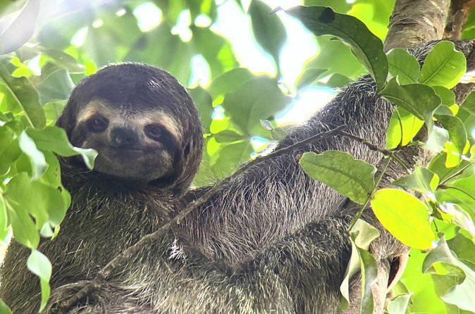 Customized Nature Walk in Manuel Antonio National Park - Inside Parque Nacional Manuel Antonio: the wildlife you can target