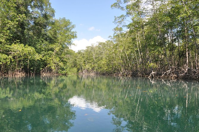 Damas Island Mangrove Boat Tour with Wildlife from Manuel Antonio - Key things to know about the Damas Island mangrove boat tour