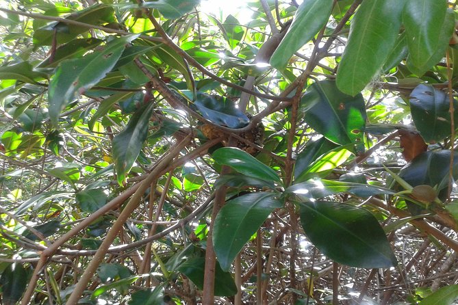 Damas Island Mangrove Boat Tour with Wildlife from Manuel Antonio - What you learn from the guide: history + how mangroves work