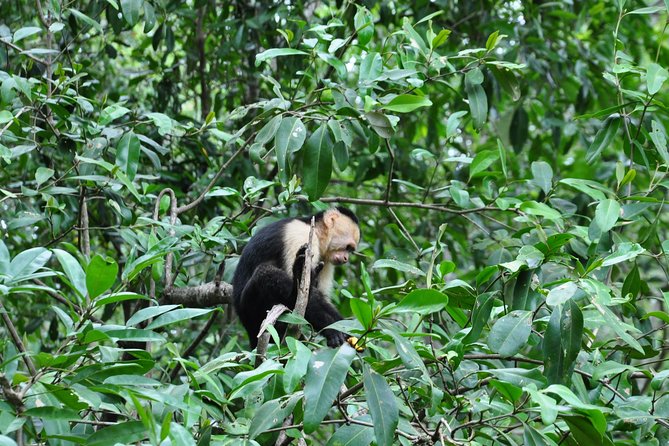 Damas Island Mangrove Boat Tour with Wildlife from Manuel Antonio - Comfort, safety, and practical realities on the boat