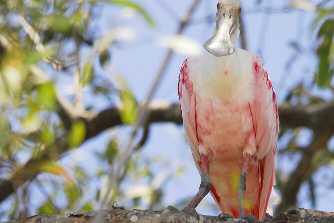 Damas Island Mangrove Boat Tour with Wildlife from Manuel Antonio - Price and value: is $95.30 per person fair?