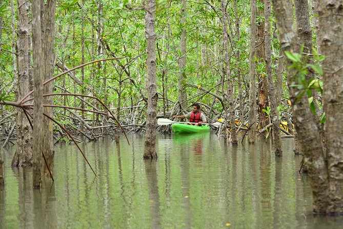 Damas Island Mangrove Kayaking Tour from Manuel Antonio - Price and Value: Is $75.24 Worth It?