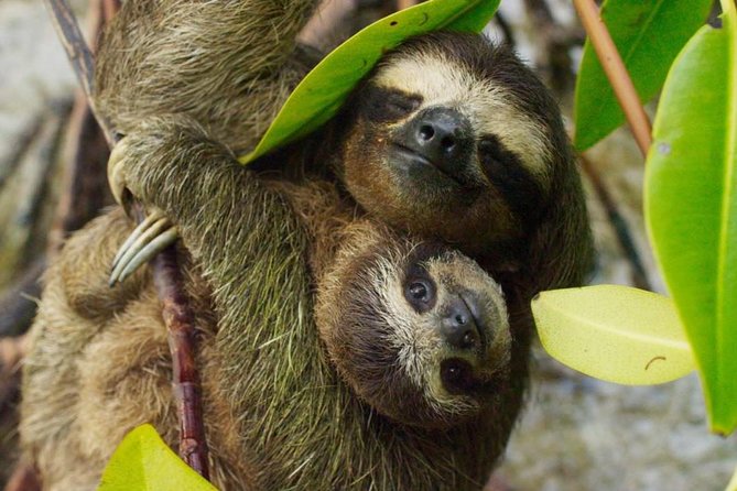 Day Trip from San Jose to Sloths & other wildlife Rescue Center - Key things to know before you go