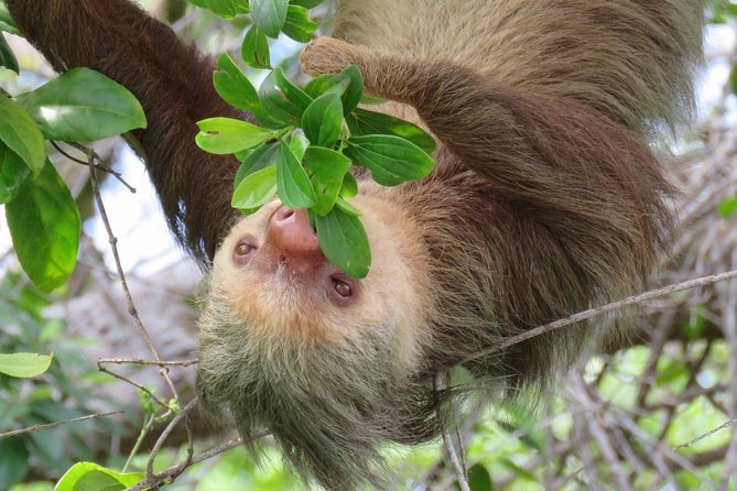 Day Trip from San Jose to Sloths & other wildlife Rescue Center - Sloths and toucans up close: getting the right kind of wildlife viewing