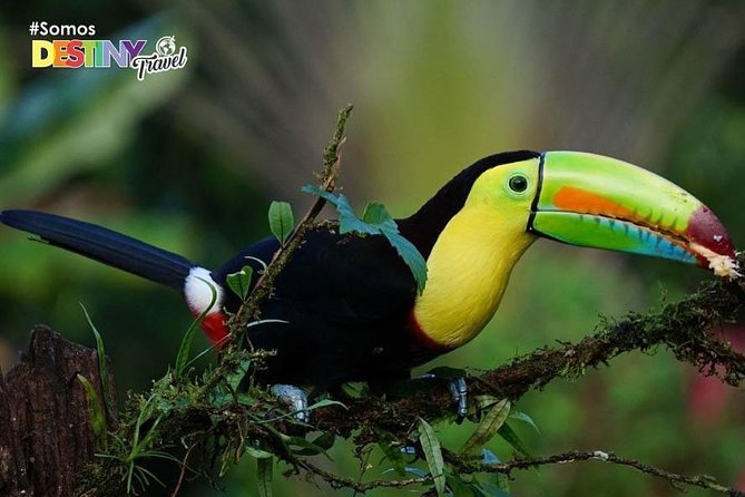Day Trip from San Jose to Sloths & other wildlife Rescue Center - Timing and pace: how to fit it into your Costa Rica day