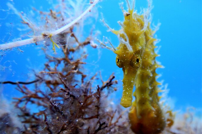 Discover Scuba Diving Adventure in Mykonos - The Underwater Session on the Home Reef: What You’ll See and Why It Varies