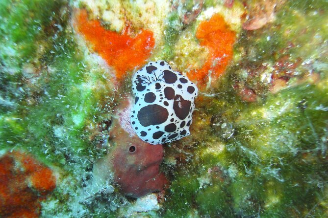 Discover Scuba Diving Adventure in Mykonos - Price and Value at About $238.94: What You’re Paying For