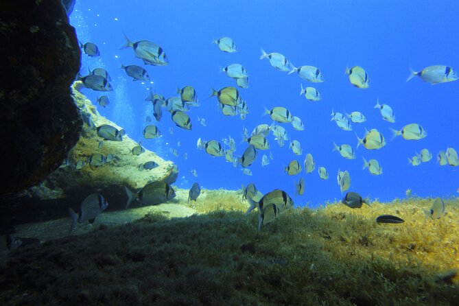 Discover Scuba Diving Adventure in Mykonos - Who This Suits Best (And Who Should Rethink the Plan)