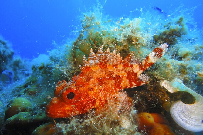 Discover Scuba Diving Adventure in Mykonos - Instruction That Actually Teaches: Small Groups and Patient Coaching