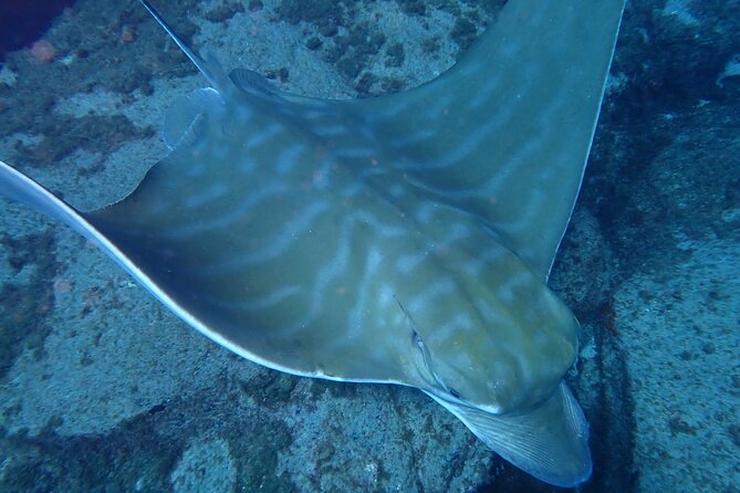 Discover Scuba Diving . First Experience underwater - Playa de las Vistas in Tenerife: why it works for a first underwater session