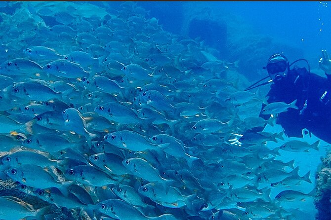 Discover Scuba Diving . First Experience underwater - What you’ll actually see underwater (and why it matters more than you think)