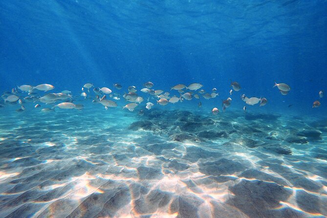 Discover Scuba Diving in Costa Calma - Costa Calma’s 2.5-Hour Starter Session: what you actually do