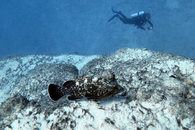 Discover Scuba Diving in Costa Calma - Meeting point and pickup: less hassle, easier start