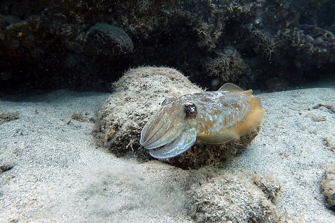 Discover Scuba Diving in Costa Calma - Meet the instructors: Adam and Jibi’s patient coaching style