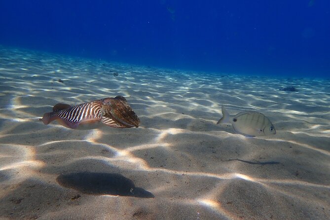Discover Scuba Diving in Lanzarote (Costa Teguise) - Price and Value: What You Really Get for $96.75