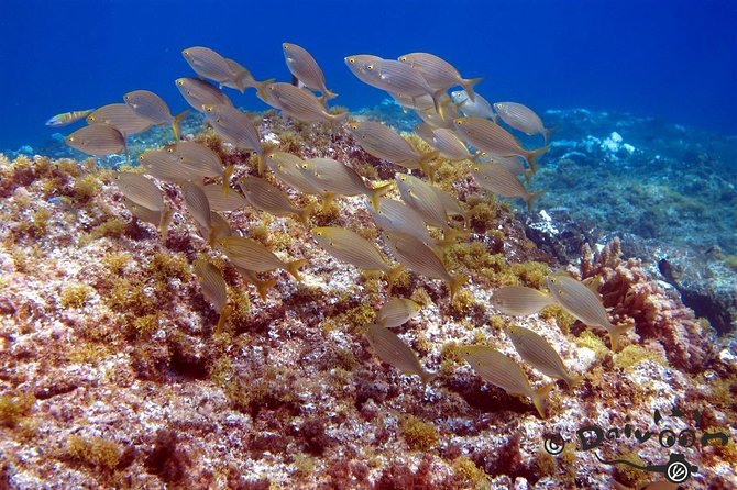 Discover Scuba Diving in Lanzarote (Costa Teguise) - What to Bring (and What to Wear) for a Smooth Start
