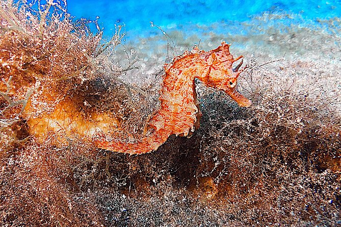 Discover Scuba Diving in Lanzarote (Costa Teguise) - Timing on Lanzarote: What the 2.5-Hour Window Feels Like