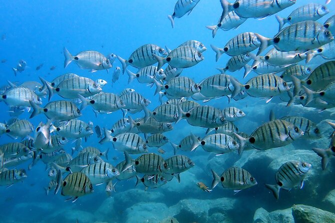 Discover Scuba Diving in Lanzarote (Costa Teguise) - Playa del Jablillo to Playa Chica: How the Two Beach Stops Work