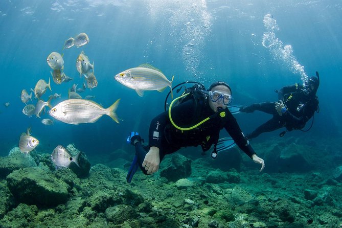 Discover Scuba Diving in Puerto de Mogan - Key takeaways before you go