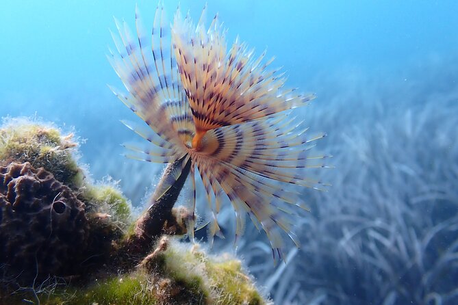 Discover Scuba Diving in Santorini - Who This Intro Scuba Try-Out Is Best For