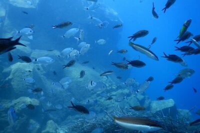 Discover Scuba Diving in Santorini - Price and Value: Is $118.58 Worth It?