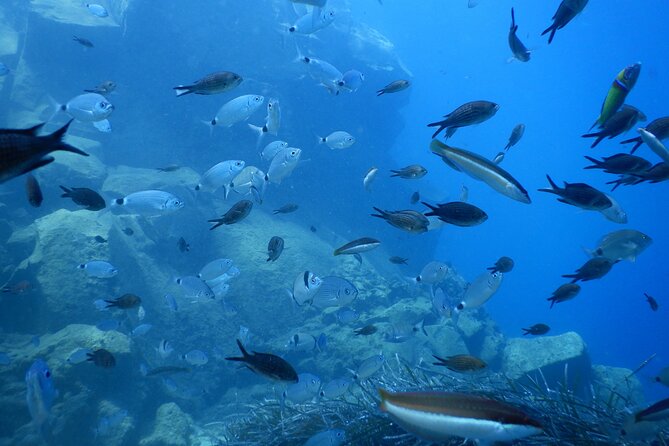 Discover Scuba Diving in Santorini - Price and Value: Is $118.58 Worth It?