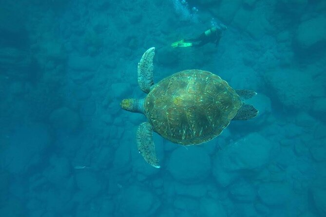 Discover Scuba Diving in Tenerife - La Caleta Bay: why this Tenerife spot fits a first scuba session