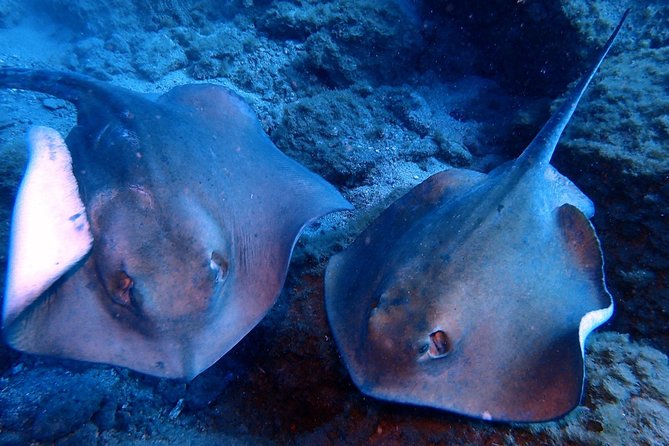 Discover Scuba Diving - Try it for the first time! - Where Paradise Divers fits into a Tenerife plan