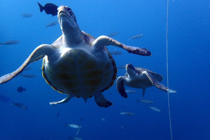 Discover Scuba Diving - Try it for the first time! - Pool skills: practice the basics before you go out