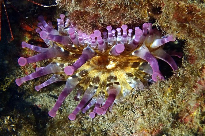 Discover Scuba Diving - Try it for the first time! - Small groups change everything underwater